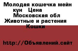 Молодая кошечка мейн кун › Цена ­ 7 000 - Московская обл. Животные и растения » Кошки   